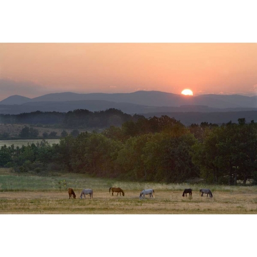 France, Provence region Horses graze at sunrise